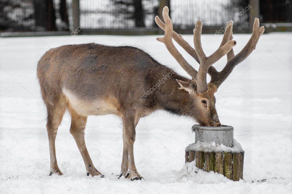 The Pere David's deer (Elaphurus davidianus), also known as the milu in Tallinn Zoo on a cloudy winter day. 