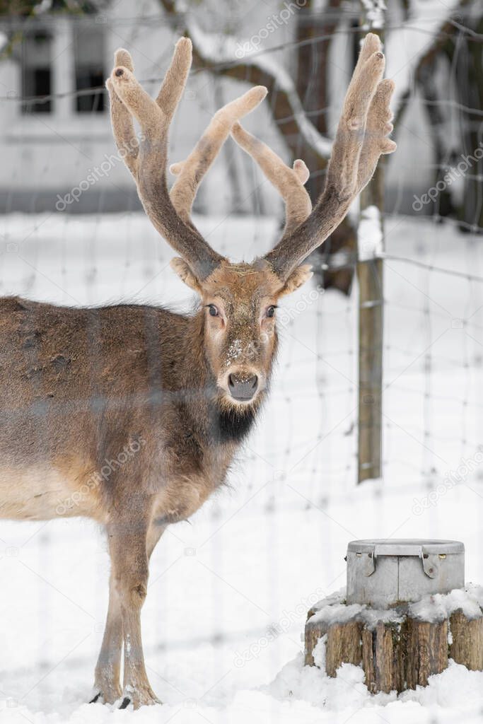 The Pere David's deer (Elaphurus davidianus), also known as the milu in Tallinn Zoo on a cloudy winter day. 