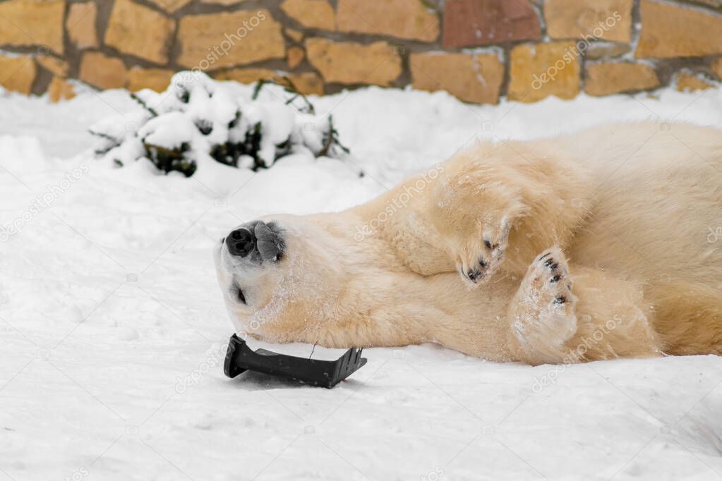 Polar bear (Ursus maritimus) named Rasputin in Tallinn Zoo playing with his toy, Estonia. 