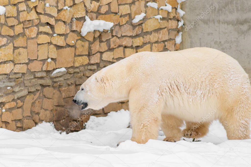 Polar bear (Ursus maritimus) named Rasputin in Tallinn Zoo, Estonia.