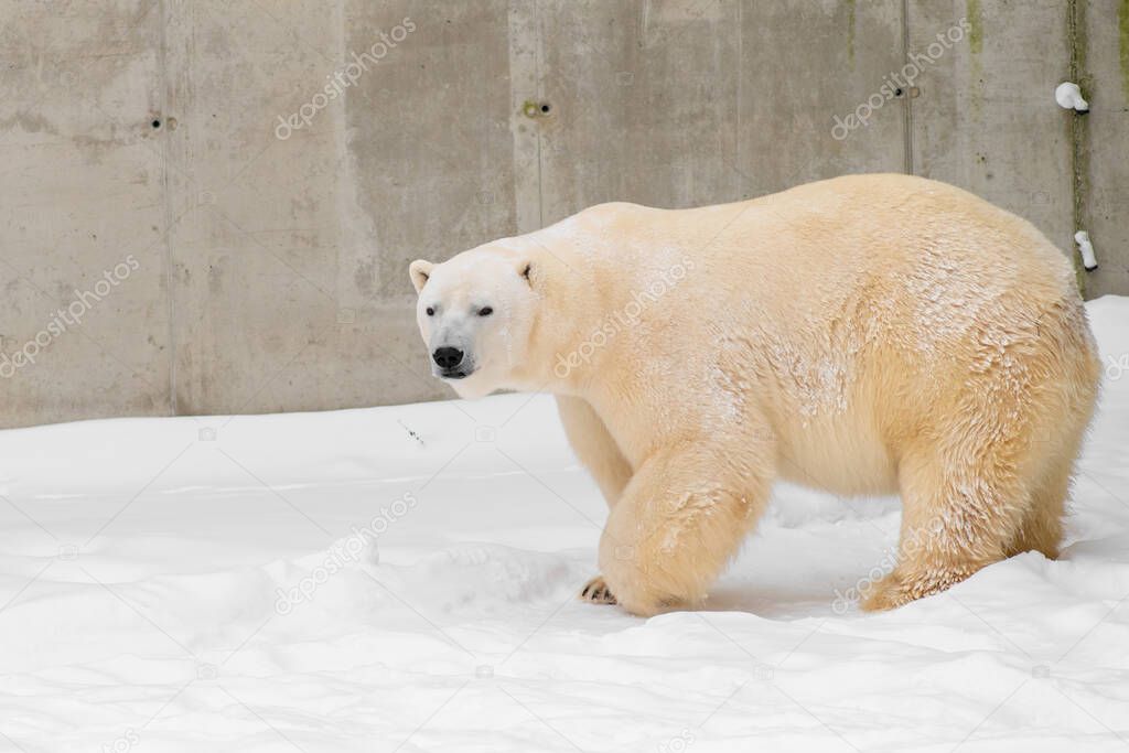 Polar bear (Ursus maritimus) named Rasputin in Tallinn Zoo, Estonia.