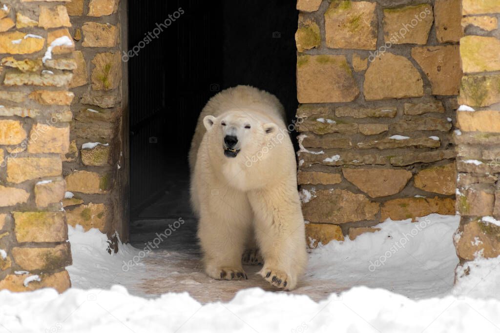 Polar bear (Ursus maritimus) is coming out from his cave and smiling into the camera. 