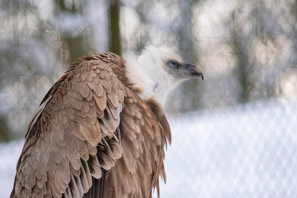 Close-up portrait of a griffon vulture (Gyps fulvus).