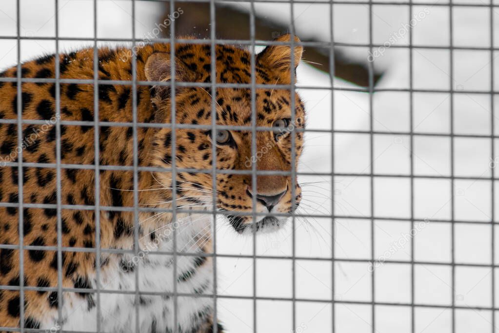Amur leopard in the cage. Winter cloudy day. 