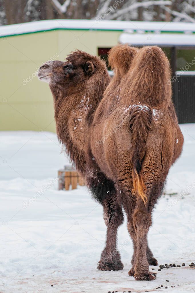 Portrait of Bactrian camel (Camelus bactrianus), also known as the Mongolian camel or domestic Bactrian camel.