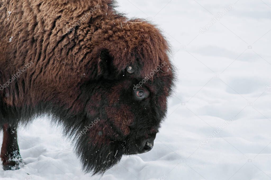 Close-up portrait of  European bison (Bison bonasus), also known as wisent or the European wood bison. Cloudy winter day. 