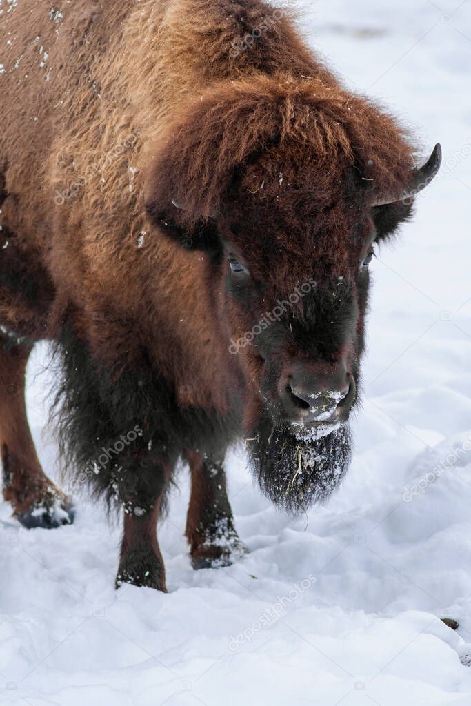 Close-up portrait of  European bison (Bison bonasus), also known as wisent or the European wood bison. Cloudy winter day. 
