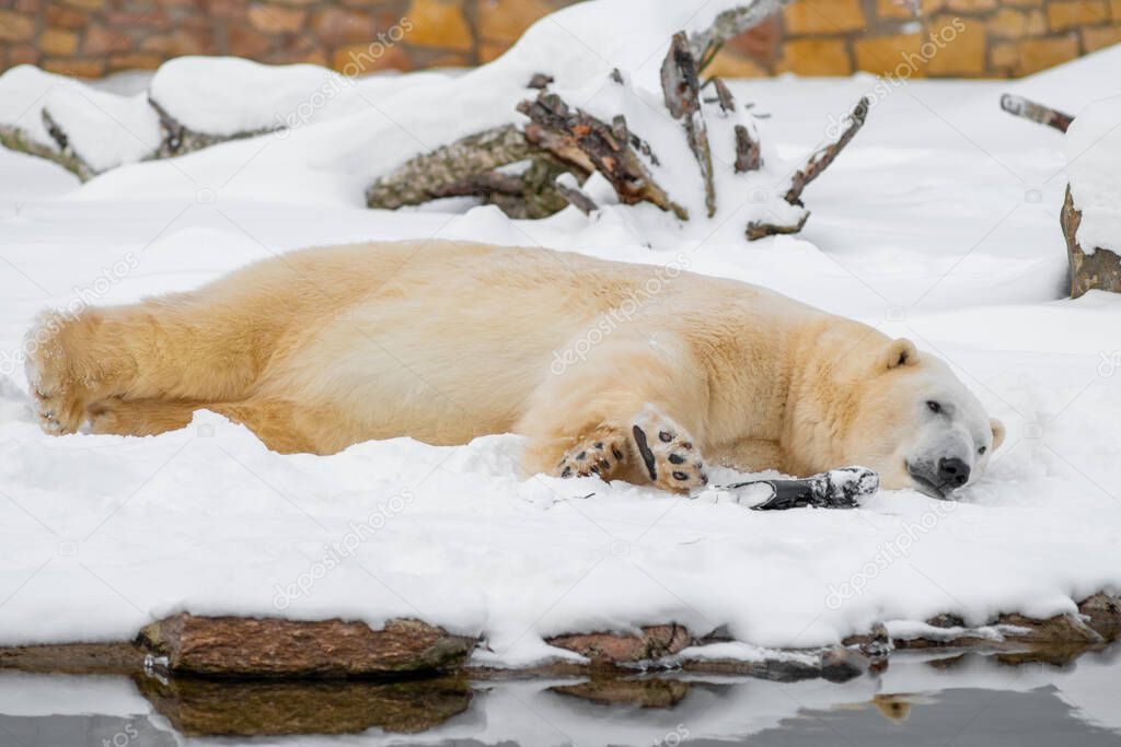 Polar bear (Ursus maritimus) resting on snow with his toy. Cloudy winter day. 