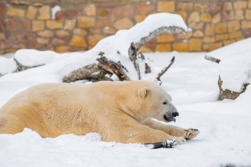Polar bear (Ursus maritimus) lying on snow with his tongue out. Cloudy winter day.