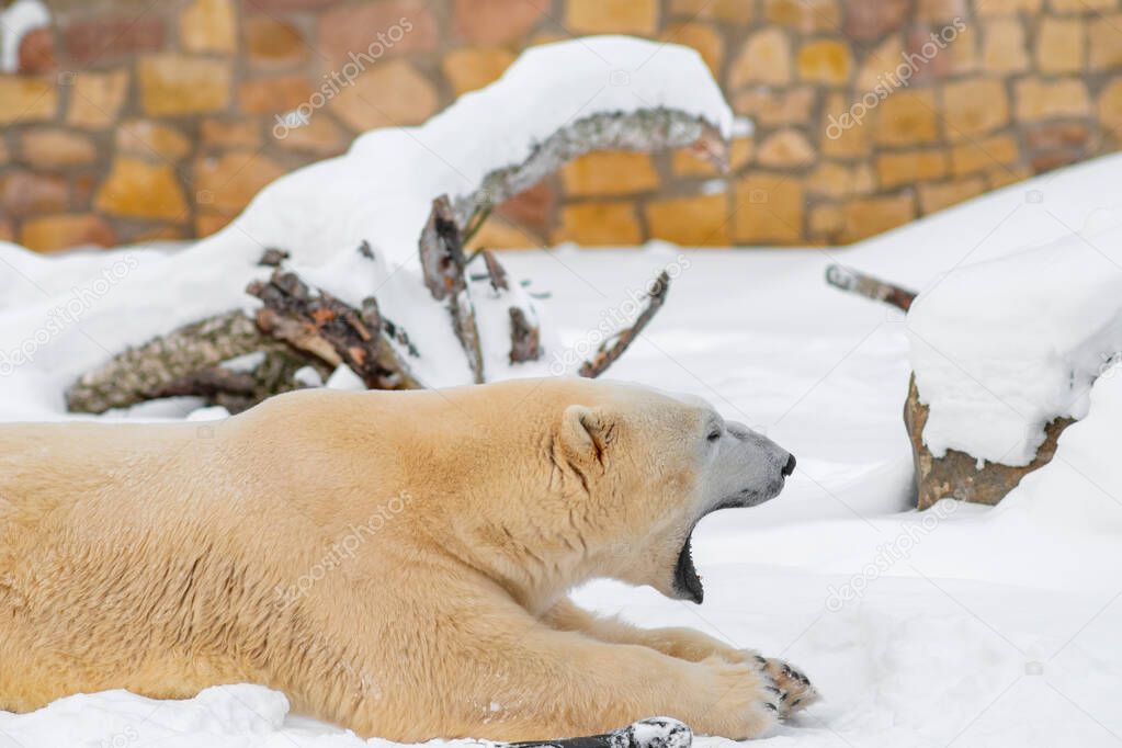 Polar bear (Ursus maritimus) lying on snow and yawning. Cloudy winter day.