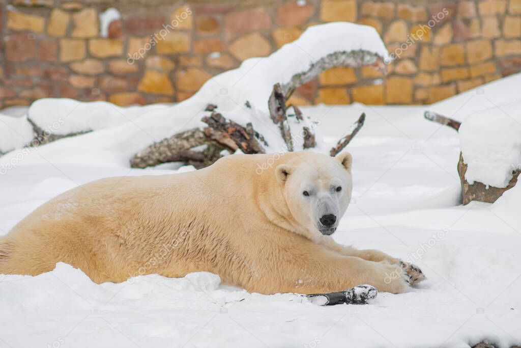 Polar bear (Ursus maritimus) lying on snow with his tongue out. Cloudy winter day.