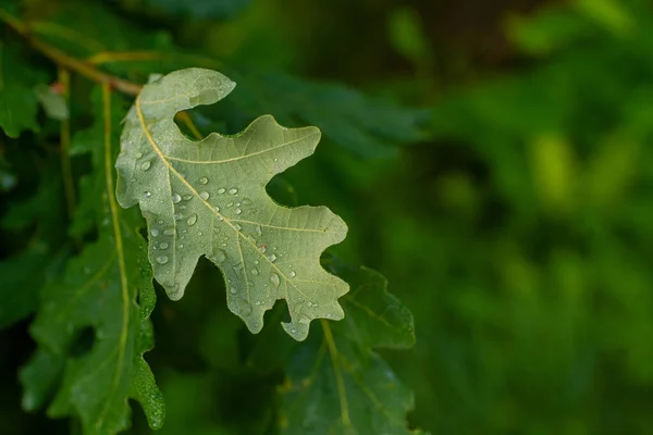 Close Green Oak Leaf Dew Drops — Stockfoto
