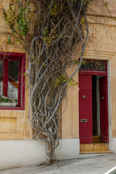 Casa Tradicional Con Árbol Que Crece Junto Fachada Sliema Malta — Foto de Stock