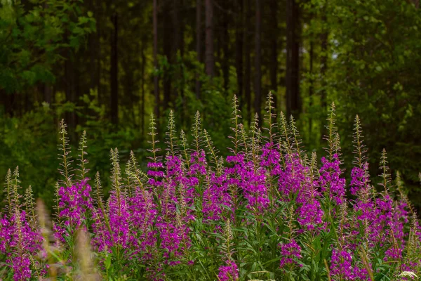 蒲公英粉红紫菜花盛开 开花的柳树草本植物或开花结果 芬兰森林中柳树野生药草茶 — 图库照片