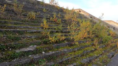 Yeşil yosun ve genç ağaçlarla kaplı eski beton merdivenler. Tallinn, Estonya 'da terk edilmiş bir bina