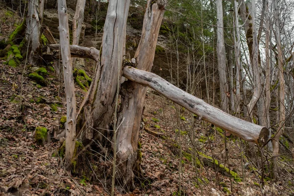 Dried Dead Tree Nommeveski Forest Detail Tree Trunk Few Spread — Stock Photo, Image