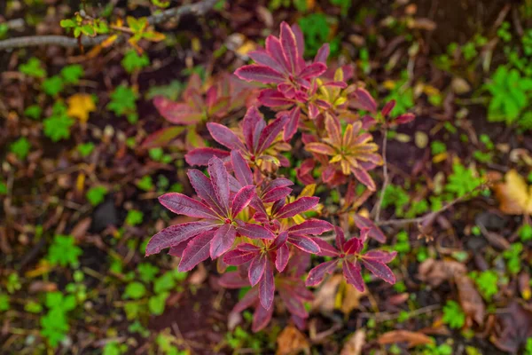 Top View Branch Red Purple Leaves Public Park Rapla Estonia — Stock Photo, Image