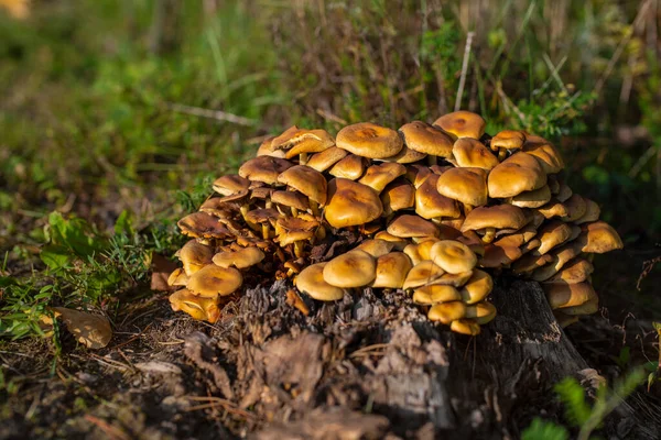 Viele Identische Pilze Wachsen Auf Einem Baumstumpf Herbstwald — Stockfoto