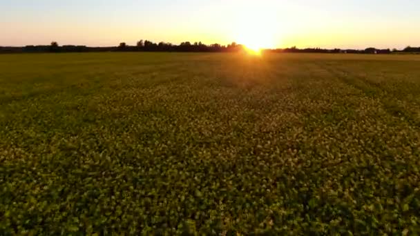 Flygfoto Blommande Rapsfröfält Solnedgången — Stockvideo