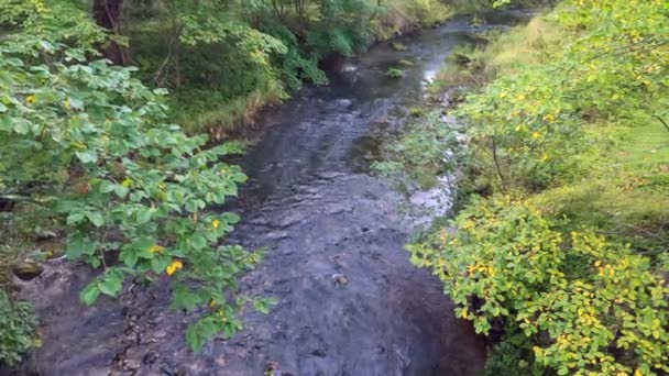 Hermoso Relajante Bosque Con Río Parque Público Río Que Fluye — Vídeos de Stock