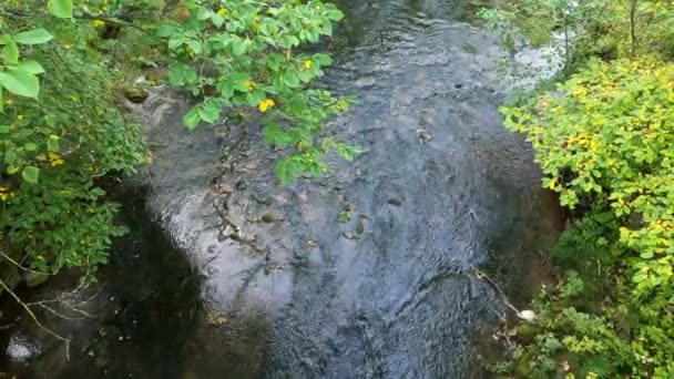 Schöner Und Erholsamer Wald Mit Fluss Einem Öffentlichen Park Fluss — Stockvideo