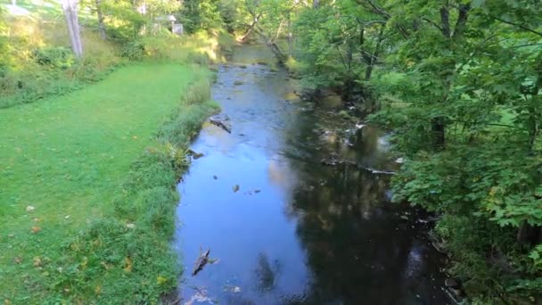 Beautiful Relaxing Forest River Public Park River Flowing Early Autumn — Stock Video