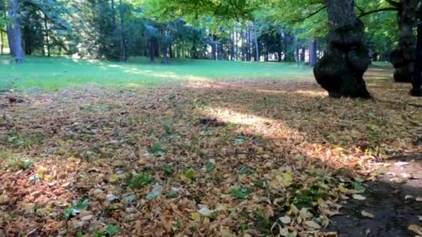 Wandern Park Und Die Herrliche Herbstliche Natur Genießen Kamera Bewegt — Stockvideo