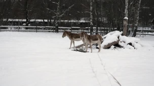 Turkmenian Wild Ass Kulan Walking Snow Covered Field — Stok video