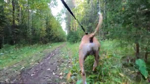 Ormanda Bir Köpekle Yürümek Dışarıda Tasmayla Dolaşan Bir Köpek — Stok video