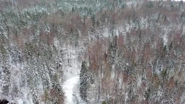 Αεροφωτογραφία Παγωμένου Δάσους Χιονισμένα Δέντρα Χειμώνα — Αρχείο Βίντεο