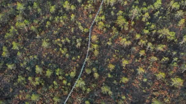 Vogelperspektive Auf Ein Moor Mit Hölzernem Fußweg Luftaufnahme Des Morgendlichen — Stockvideo