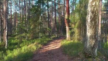Güneşli bir bahar gününde ormanda ağaçların arasında alçaktan uçmak. Çam ormanlarında güneşli bir sabah, ağaçlar arasında hareket ediyor.