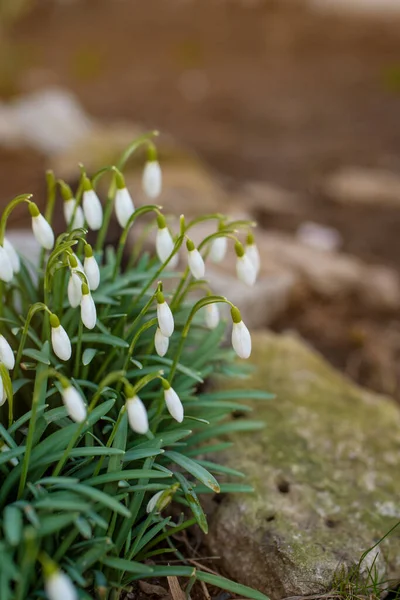 Grupa Białych Kwiatów Śniegu Zaczyna Kwitnąć Wczesną Wiosną Słońcu — Zdjęcie stockowe