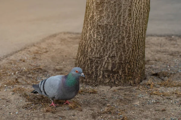 Uccello Città Piccione Grigio Columba Livia Cammina Sull Erba Secca — Foto Stock