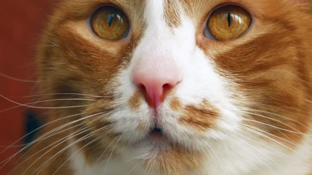 Primer Plano Adorable Gatito Jengibre Lindo Gato Doméstico Mirando Por — Vídeos de Stock