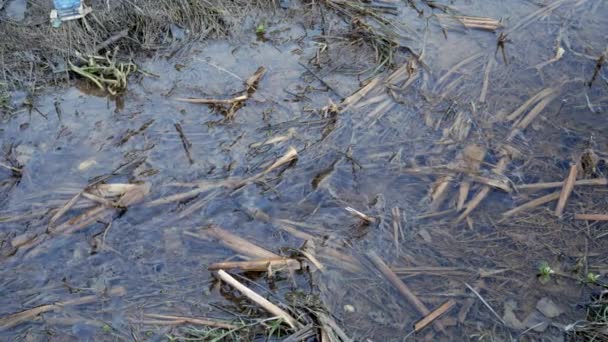 Vue Rapprochée Ruisseau Eau Source Qui Coule Dans Fossé Des — Video