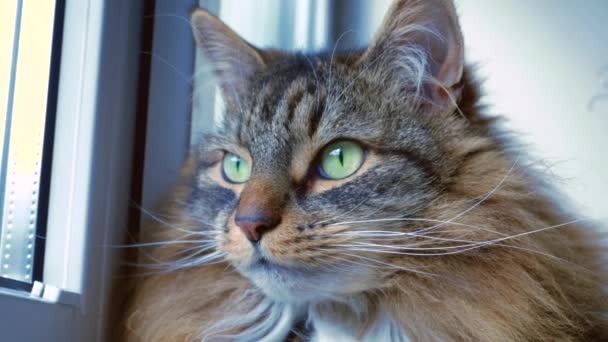 Beautiful Fluffy Domestic Cat Staring Out Window — Stock Video