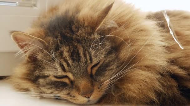 Beautiful Fluffy Domestic Cat Sleeping Windowsill Adorable Sleeping Cat Sleeping — ストック動画