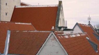 Bulutlu bir bahar gününde kırmızı kiremitli bir çatıda oturan bir martı. Arka planda Tallinn Eski Kasabası