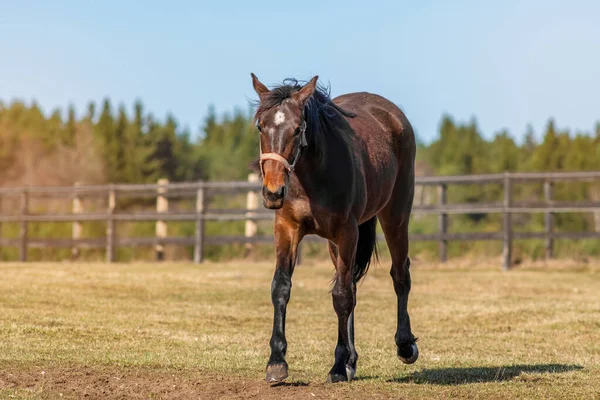 Retrato Hermoso Caballo Marrón Caminando Por Campo Valla Madera Árboles —  Fotos de Stock