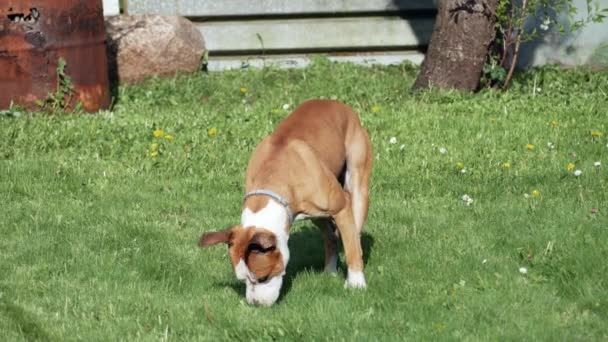 美しいアメリカン スタッフォードシャー テリアの犬が草の上を転がって背中を掻いて — ストック動画