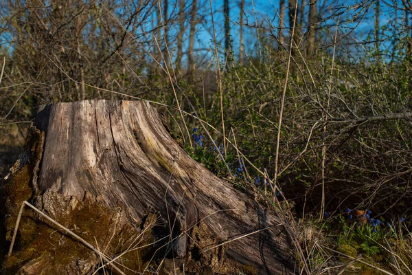 Oude Boomstronk Het Stadspark Rondom Stronk Groen Gras Eerste Blauwe — Stockfoto