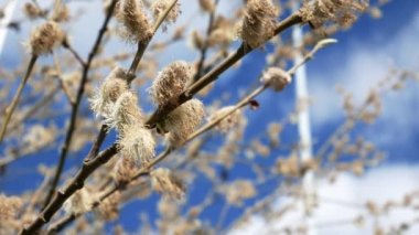 Close-up of a blooming pussy willow bush. Fluffy buds bloom during spring. Blue sky on a background