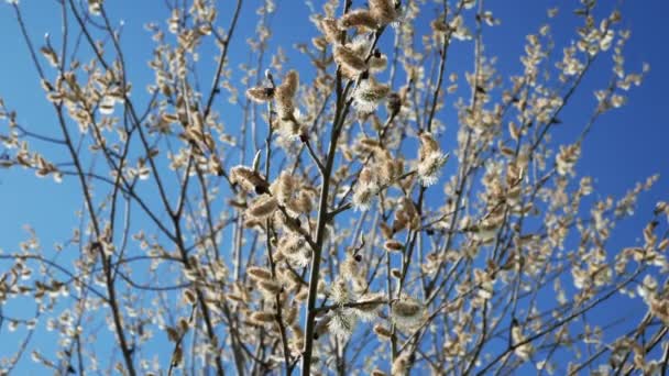 Close Blooming Pussy Willow Bush Fluffy Buds Bloom Spring Blue — ストック動画