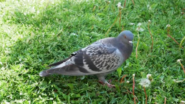 Grey Pigeon Searching Food Green Grass Beautiful Sunny Summer Day — Stock Video