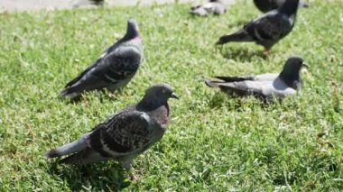Gri güvercinler güzel sıcak havanın tadını çıkarıyorlar yeşil çimlerin üzerinde güneşli bir yaz gününde halka açık bir parkta