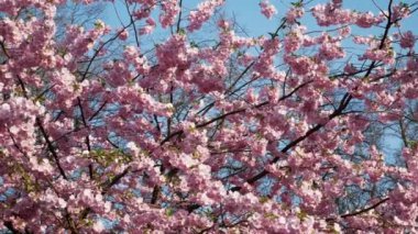 Baharda çiçek açan Japon kiraz dalı. Mavi Arkaplanda Çiçek açan Sakura Ağacı