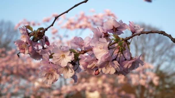 Close Japanese Cherry Branch Flowers Spring Bloom Sakura Tree Full — Wideo stockowe