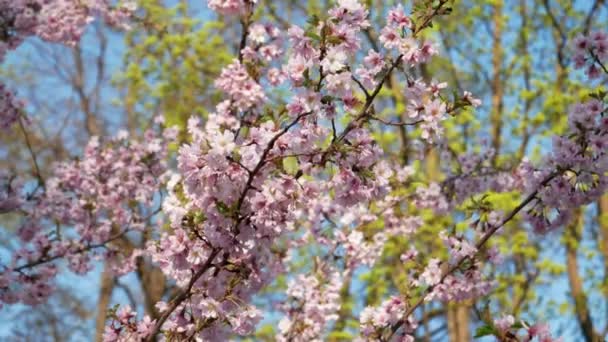 Japansk Körsbärsgren Med Blommor Vårblom Sakura Träd Full Blom Blå — Stockvideo