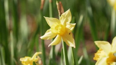 Güneşli bir bahar gününde sarı narsisli çiçeklerin yakın çekimi. Bulanık arkaplanı olan sarı nergis çiçekleri. Karınca çiçeğe tırmanıyor.